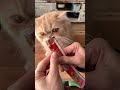 チャオチュールと猫 何が何でもチュールが食べたいはるさめ君#shorts