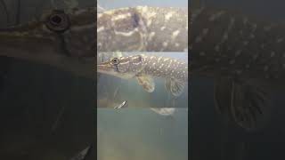 Celebrity Spearfishing for a big pike in front of ❤️🎣xilihala underwater fishing camera logs fishes moving🐟📷 Profile