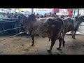 Las Buenas Vacas Gyr Las Buenas Vacas Gyr
