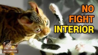 How to Home Interior to stop Fighting CatsㅣDino cat