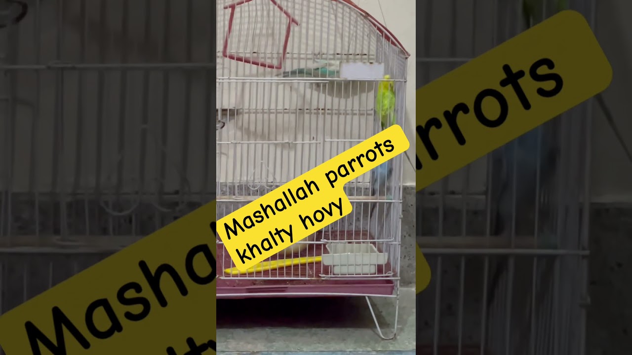 Mashallah parrots khalty hovy |
