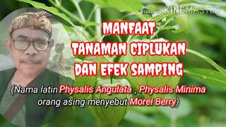 MANFAAT TANAMAN CIPLUKAN DAN EFEK SAMPINGNYA