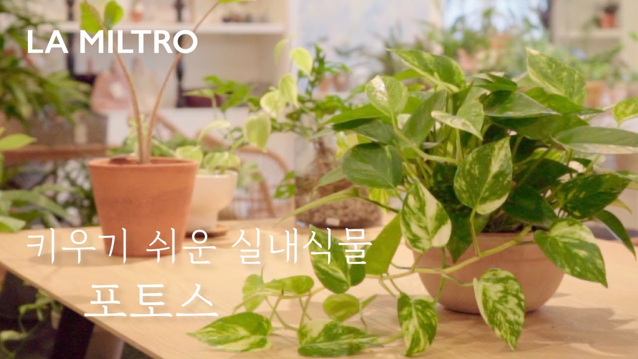 실내 관엽식물의 대명사 - 포토스의 아름다음