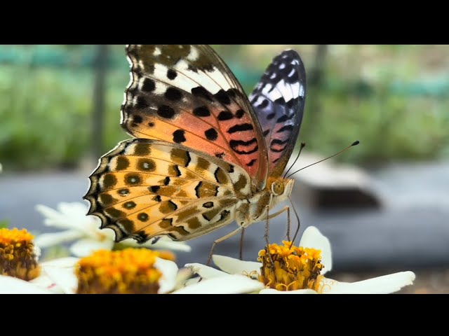 チトヌストリバネアゲハ♀の飛翔 Ornithoptera tithonus - YouTube