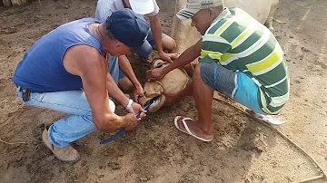 Como Desengasgar bezerros?