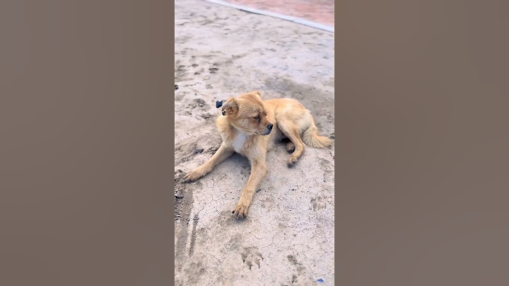 In critical moments, it’s so cool to rescue dogs urgently!