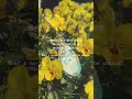 「みずのせかい / キムラフミエ」 #オリジナル曲#originalsong #jpop #tokyo #japanese