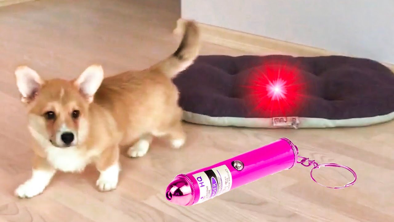 Почему лазерная указка вредна для игры с собакой