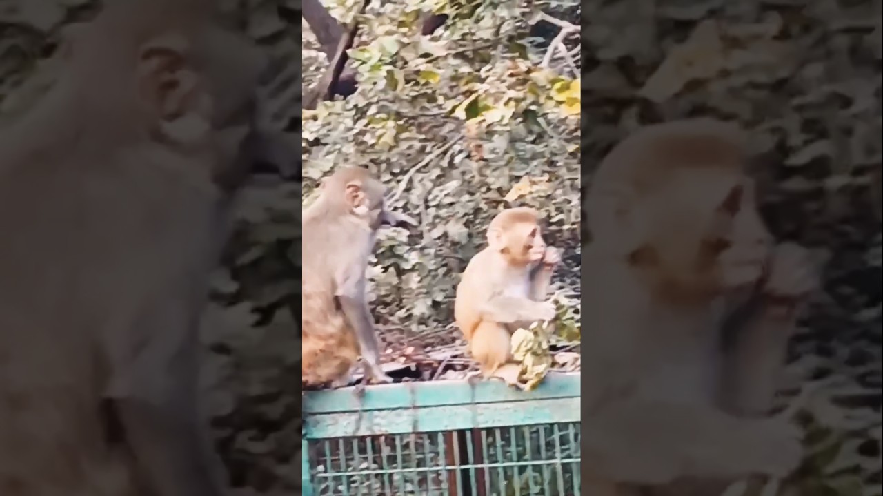 monkey's funny video # monkey comedy videos funny laughing # 
