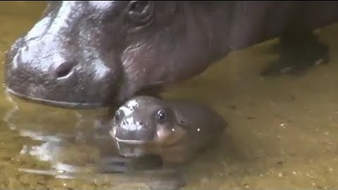 Pygmy Hippo baby makes a splash
