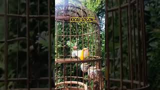 kicau sogon #likesubcribe #birds #shorts