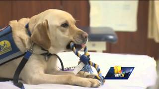 Therapy dog helping patients make strides in recovery