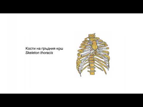 Видео: Какво е гръдния кош?