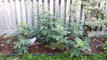 Fig Winter Protection in Toronto, zone 5