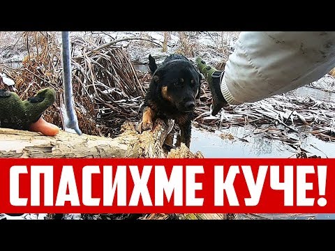 Видео: Измръзване на кучета