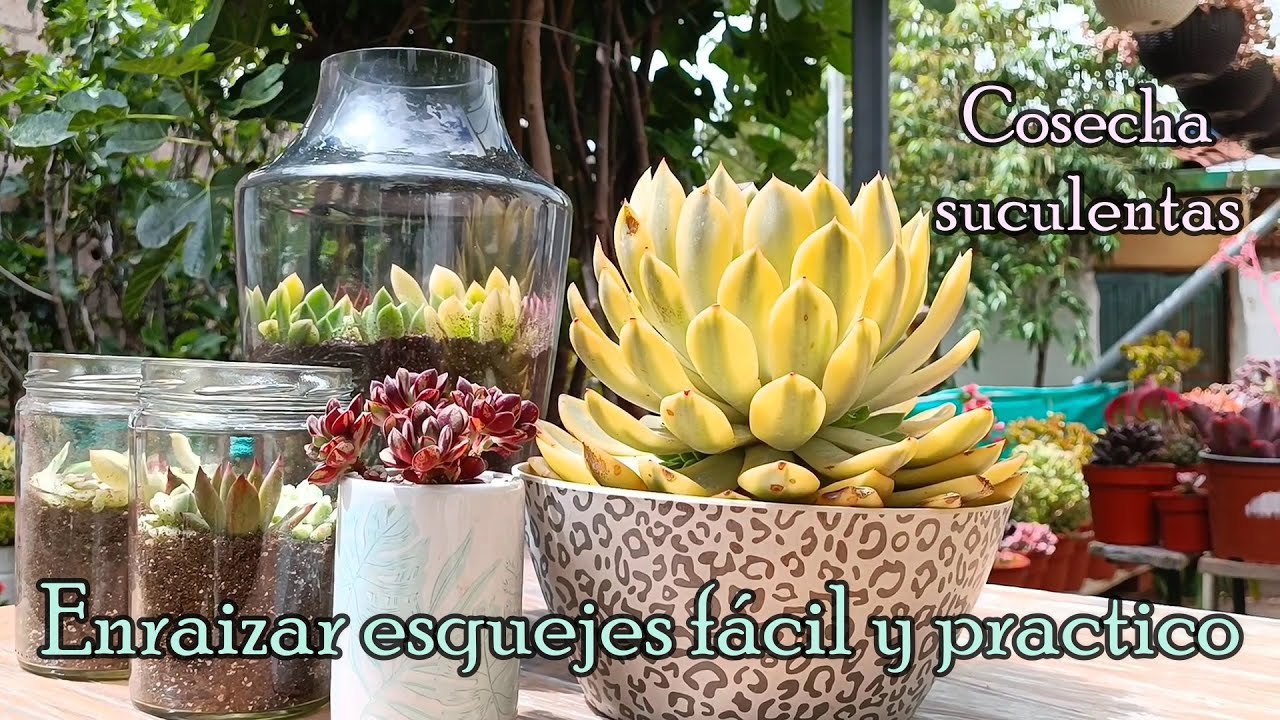 Enraizar esquejes suculentos MUY FACIL #propagation #suculentas #echeveria