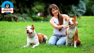 Extremely Sharp Footage about Pitbull Dogs by PTB My Pet 2 views 3 years ago 3 minutes, 30 seconds