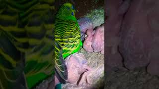 Easiest bird to breed birds budgiesbreedingexoticbird  shortvideo