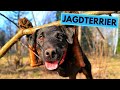 Jagdterrier - TOP 10 Interesting Facts の動画、YouTube動画。