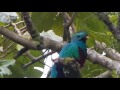 video Resplendent Quetzal + song