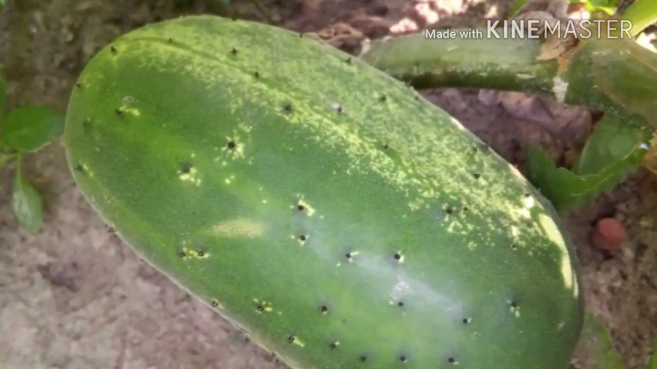 ক্ষীরা এর ছবির ফলাফল