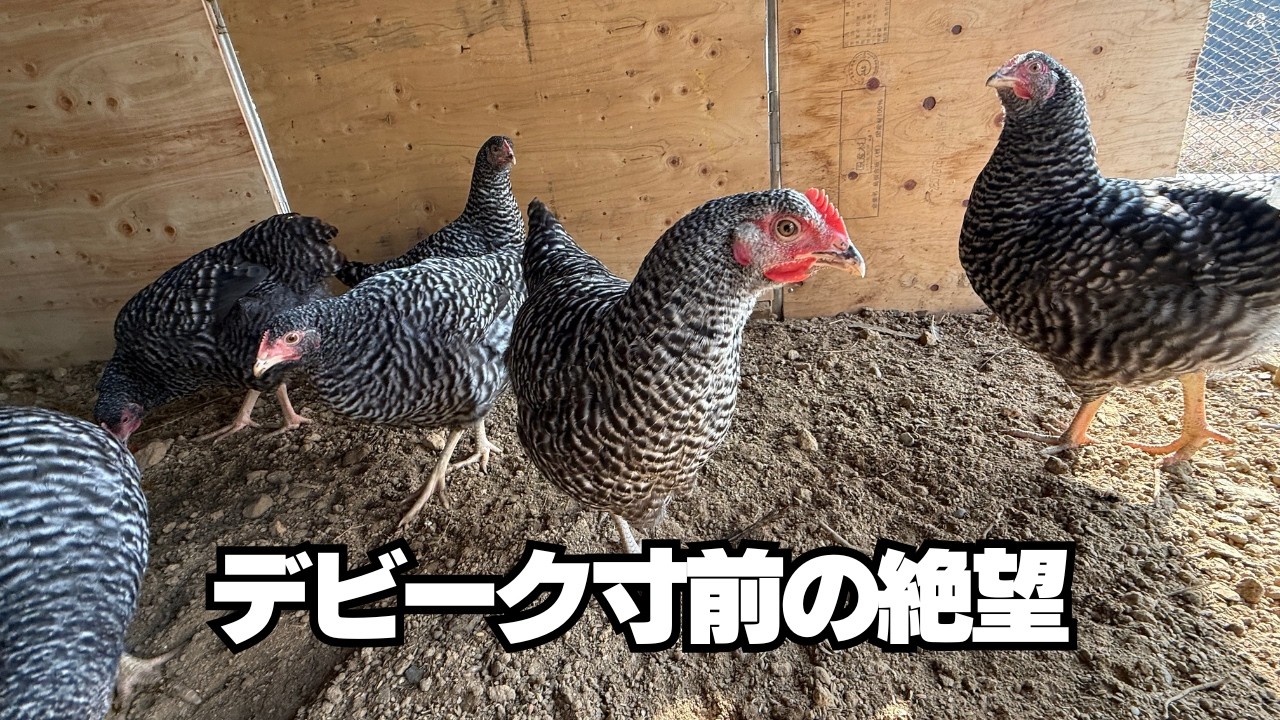 【告白】デビーク一歩手前でした。尻ツツキの猛威と、私が踏みとどまった理由