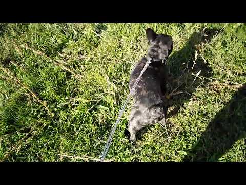 Разходка с куче