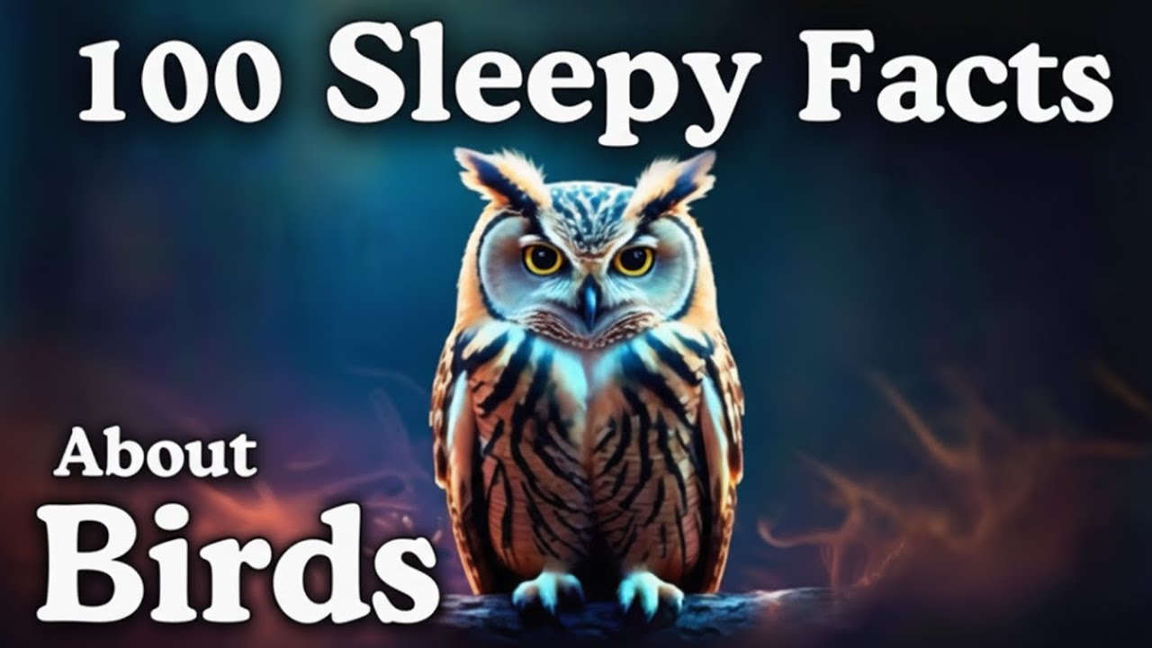 The Most Relaxing Facts About Birds to Fall Asleep To - Dreamy Science