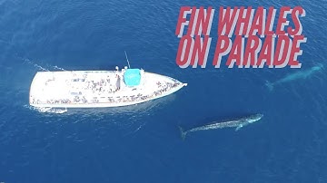 Two Huge Fin Whales Parade In Front Of Whale Watching Boat