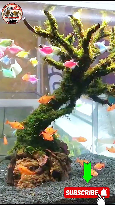 🔴 ikan hias air tawar _ ikan glowfish keren !!!