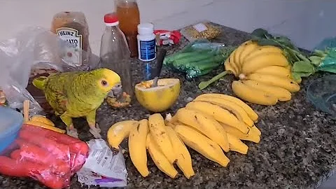 Como obtêm alimento Os papagaios?