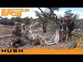 Shed tour  unreal a set a single and the dead head off the same bull  s2e02