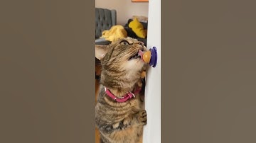 😻Treat your cats with Purrrfect Catnip Balls😻#Shorts https://linkpop.com/mycatnipballs