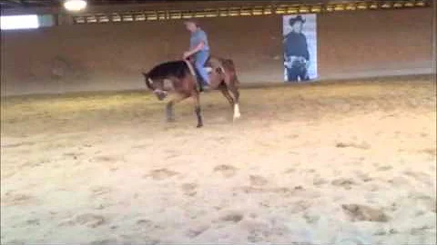 Matthew Fraley 2yr old gelding