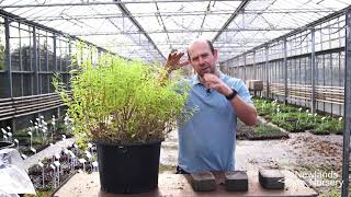 How To Prevent Plants Becoming Water Logged In The Winter - Newlands Nursery