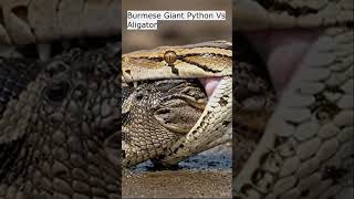 Shocking Ending!! Python vs Alligator 💥😱 #python #alligator