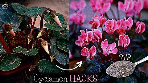 A Comprehensive Guide On Cyclamen Plant Care! (6-TRICKS*) - DayDayNews