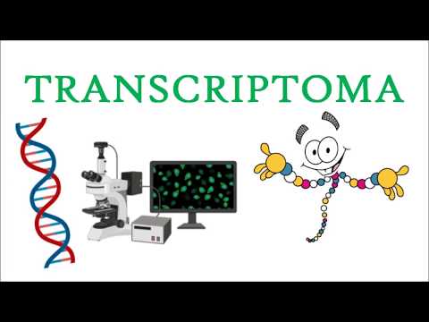 Vídeo: Diferencia Entre Exoma Y Transcriptoma