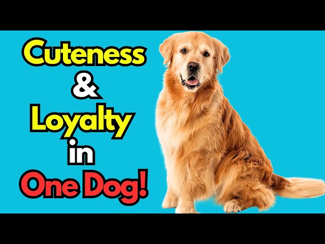 The Golden Standard of Mountain Dogs: A Comprehensive Guide to the Golden Mountain Dog 3 sddefault