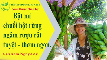 Bất ngờ_ Chuối hột rừng có tác dụng rất tốt cho sức khoẻ,đặc biệt khi ngâm rượu.