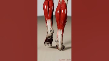 Revealing Outer Muscular Dynamics: 3D Animation Walk Cycle (Side View, Outer Muscle Layers Visible)