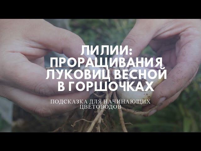 Лилии: проращивание луковиц весной в горшочках .