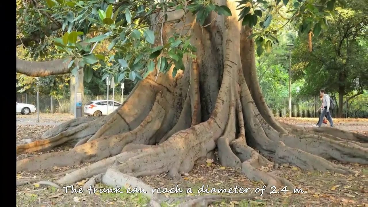 [BANYAN Tree] The Gigantic Moreton Bay Figs, South Australia YouTube