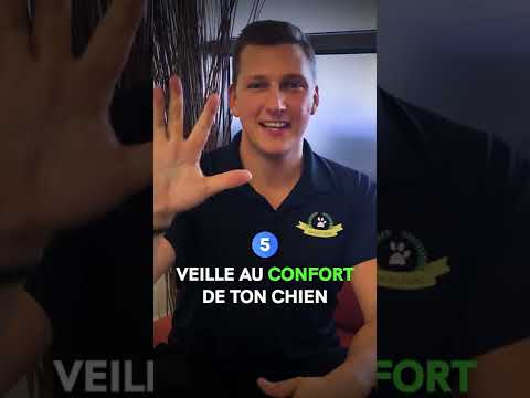 Ton chien détruit TOUT quand tu t'absentes ? - Ton chien détruit TOUT quand tu t'absentes ?