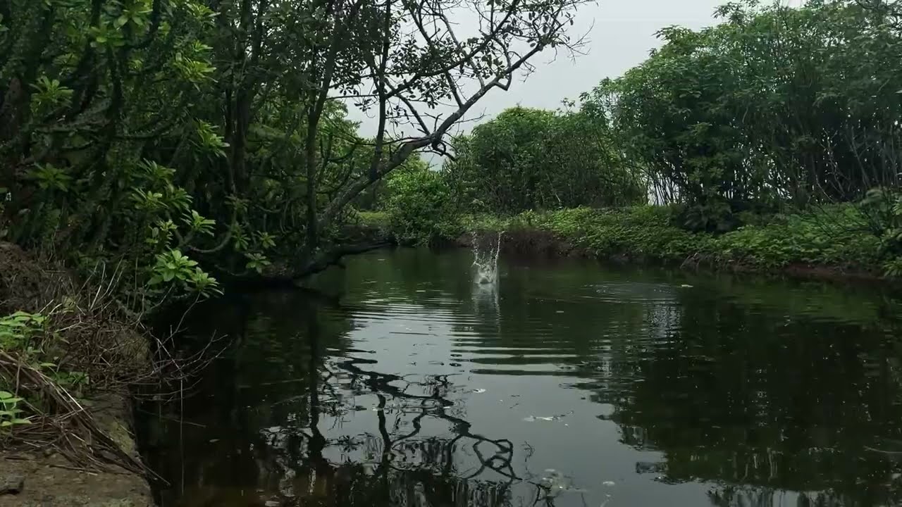 alone in Sanjay Gandhi National Park