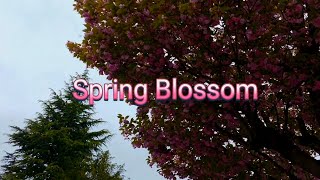 Looks Like A Pink Spring Blossom Wonderland