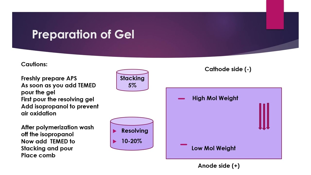SDS PAGE: Vertical Gel Electrophoresis for protein or biomolecule separation