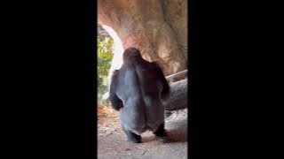 Strength of a Silverback Gorilla