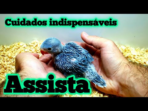 BABY RINGNECK PARROT - CRUCIAL CARE FOR THE FIRST FEW MONTHS
