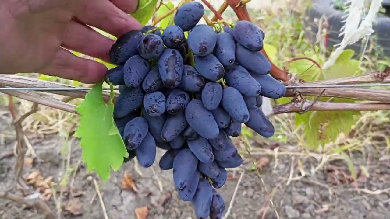 Виноград одесский сувенир описание сорта фото отзывы видео фото